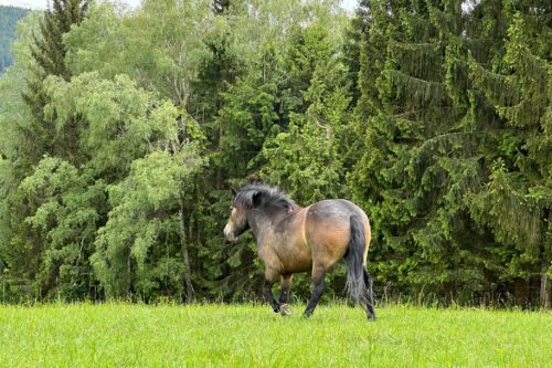 V Novohradských horách jsou první divocí koně. Další je budou následovat