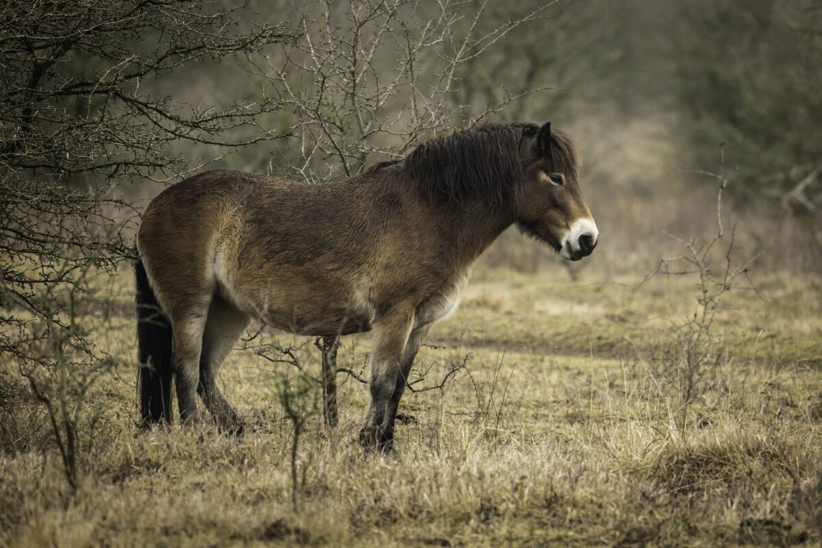 Milovická rezervace si připomíná 10 let existence. Získala několik českých, evropských i světových prvenství